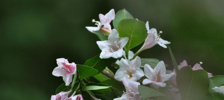 锦带花期全解析（认识锦带）