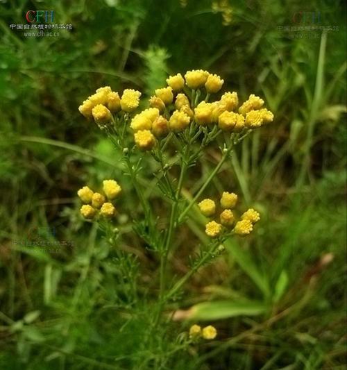 荆草——一种常见的野生植物（荆草的特征）