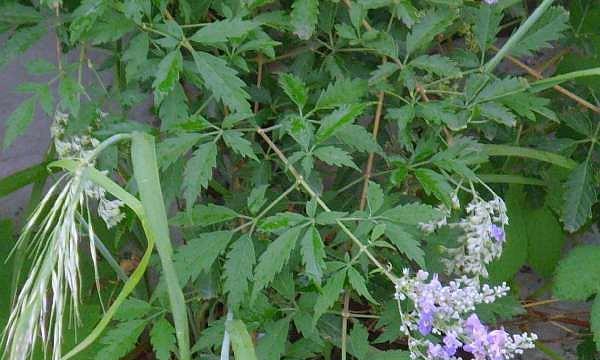 荆条——一种多功能的植物类别（多面手的荆条）