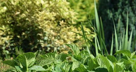 如何种植九层塔种子（掌握种植技巧）