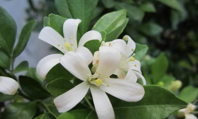 九里香开花时间与频率（探究九里香开花的规律）