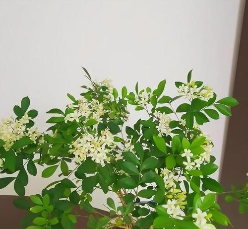 九里香开花时间及特点——探究九里香花期和花朵特色