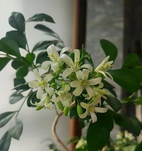 九里香花香有毒吗？探究九里香花的神秘面纱