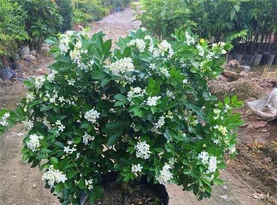 九里香开花时间及特点（探秘九里香开花的奥秘）