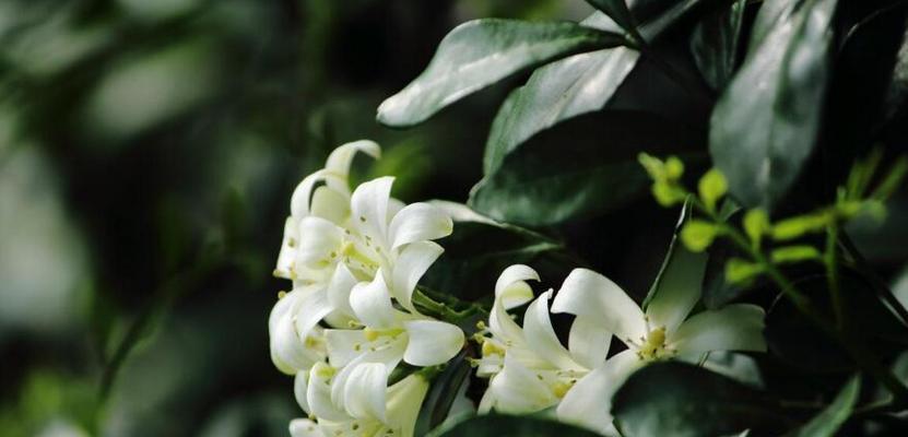 九里香开花季节与开放时间详解（春夏季节）