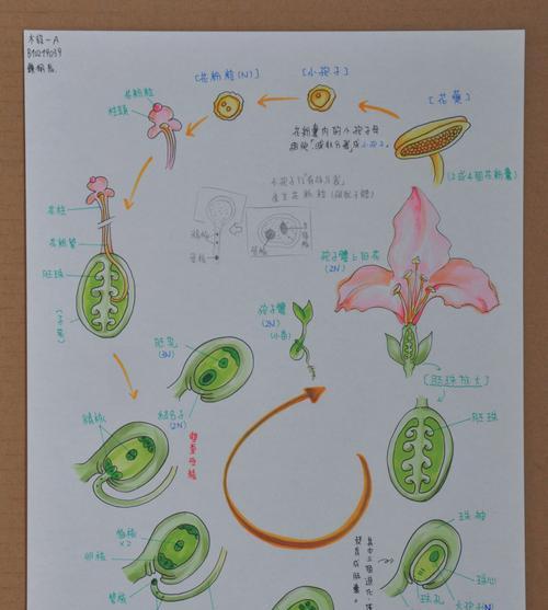 九里香的繁殖方法和注意事项（让你轻松掌握九里香的繁殖技巧）