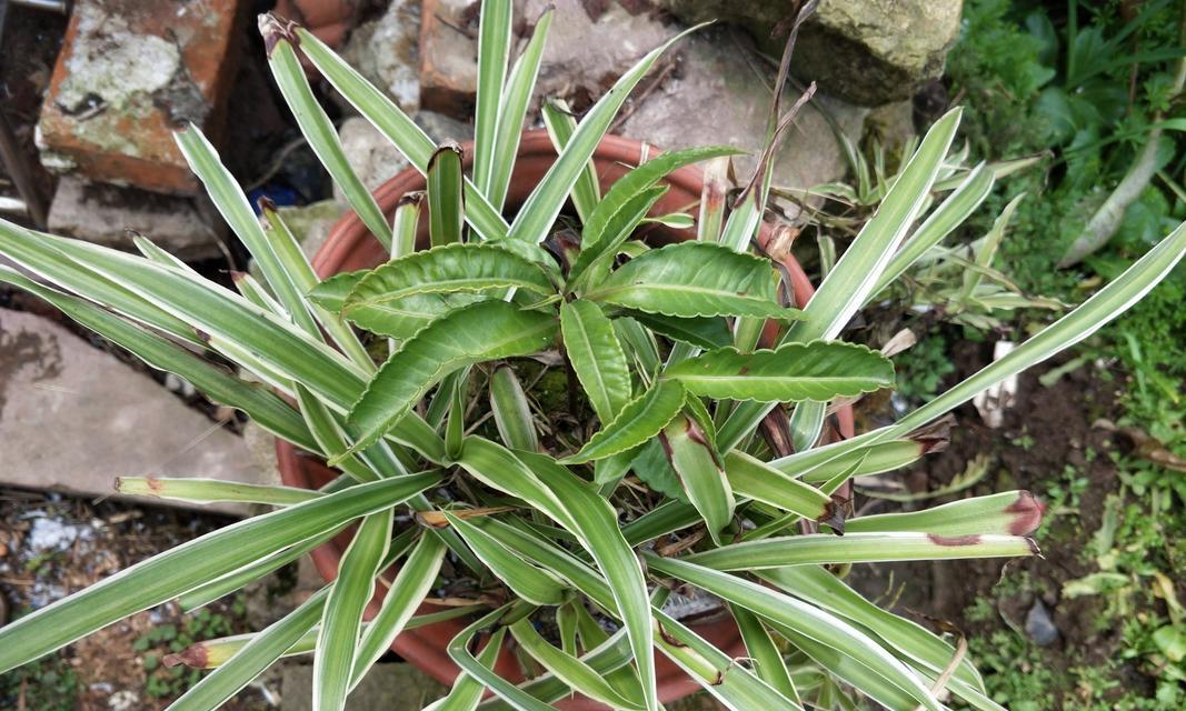 九头兰开花时间及频率（探秘九头兰的开花周期和养护技巧）