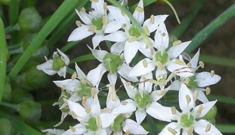 探究韭菜花的开花规律与生长条件（探究韭菜花的开花规律与生长条件）