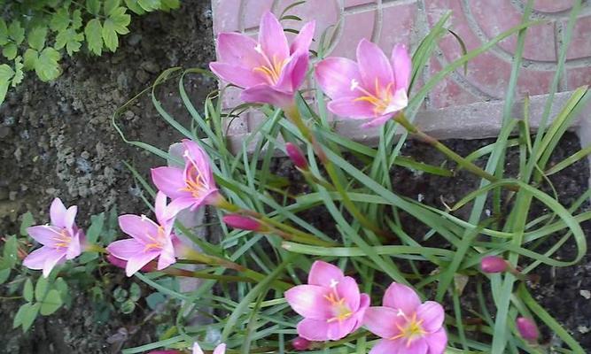 韭菜兰花的开花频率（探究韭菜兰花的生长特点与开花规律）