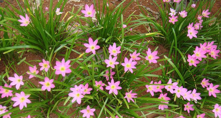 韭菜莲的开花时间（了解韭菜莲的花期和花语）