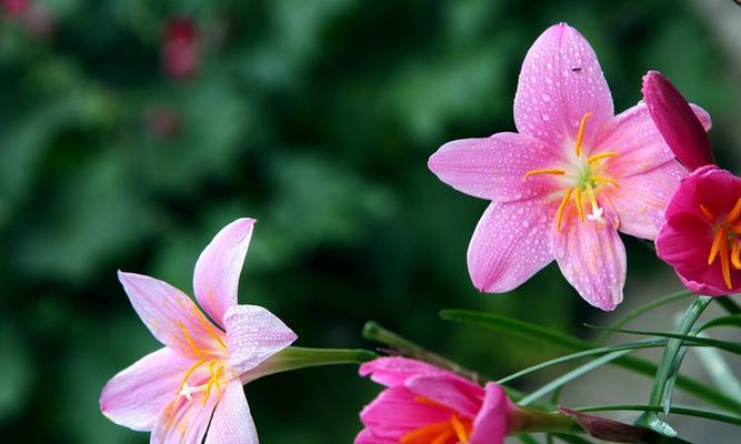 韭兰花语与含义（祝福与希望的韭兰花语）