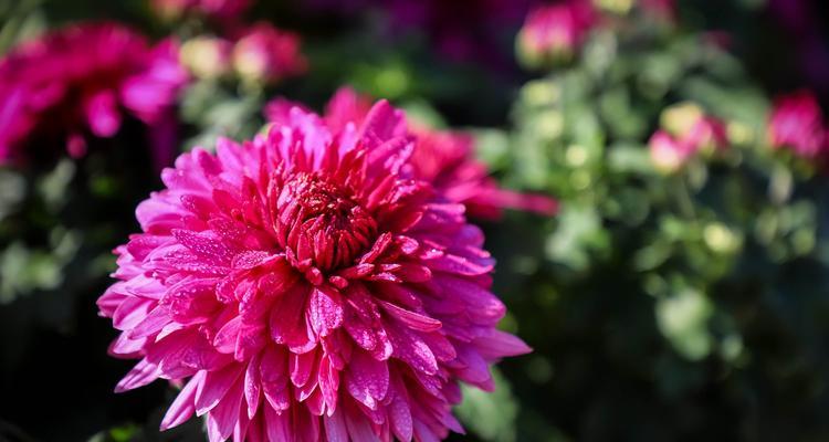 菊花的颜色和花语（探索菊花的多彩色彩与含义）