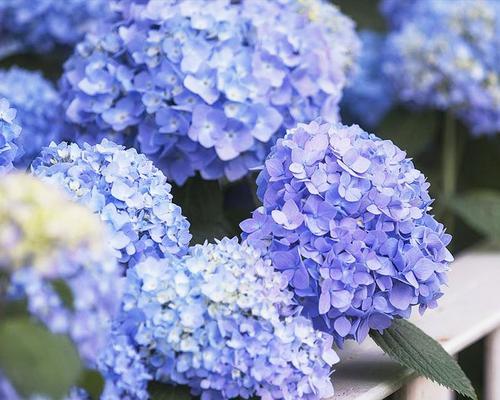 蓝边八仙花（传递希望与爱的花海）