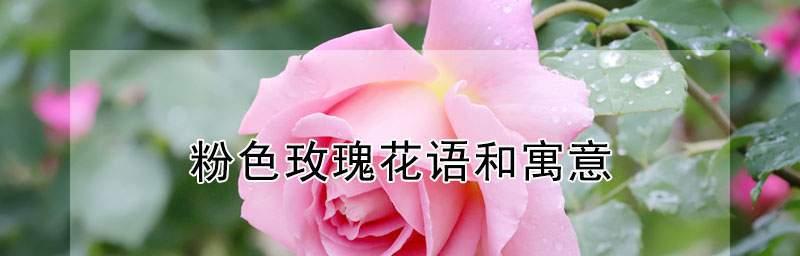 19朵粉玫瑰花的花语（表达深情的浪漫花束）