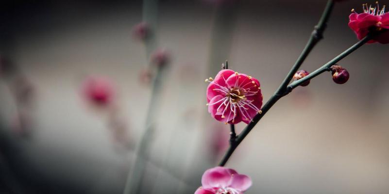 梅花的花语（探索梅花的象征意义及传承的文化价值）