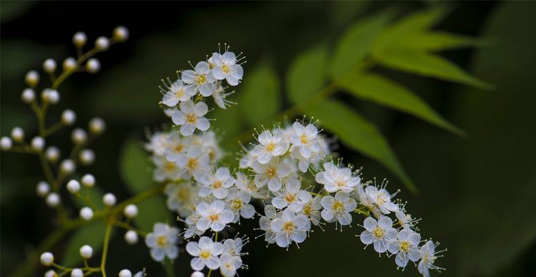 梅花花语（用梅花的花语传达人生哲理与情感寄托）