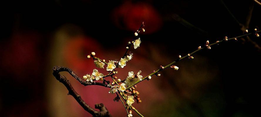 梅花之语（探寻梅花花语的深层内涵及其与人生的共鸣）