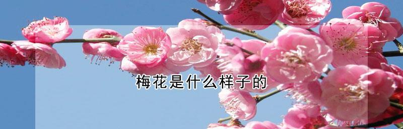 梅花（梅花绽放的意义与生命之美）