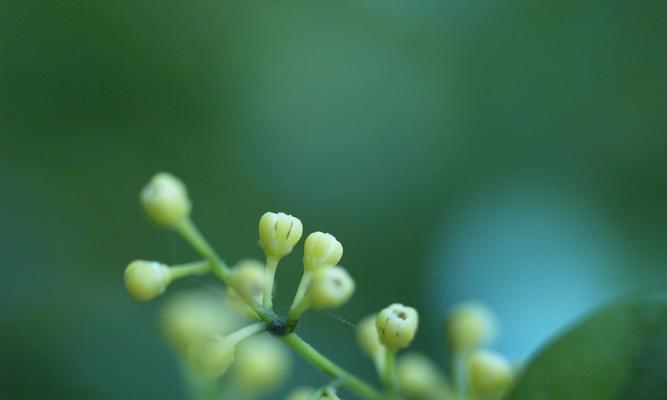 米兰花（探寻米兰花的芬芳与力量）