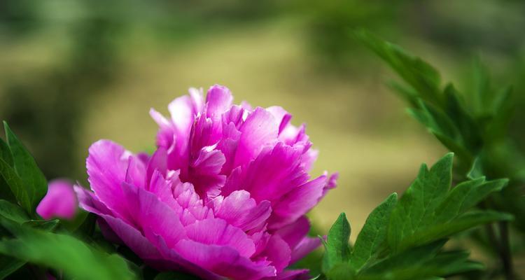 牡丹花的象征意义（浓郁花香中传递的深层寓意）