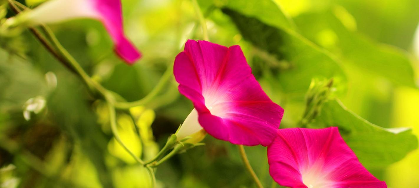 牵牛花的美丽与寓意（探寻牵牛花的花语和象征意义）