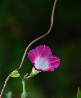 牵牛花（牵牛花的花语及其在文化中的象征意义）