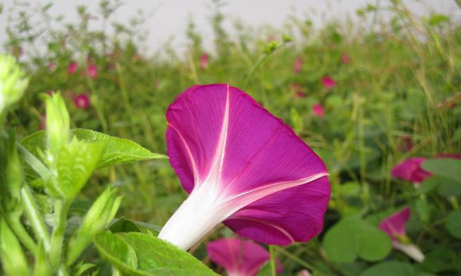 牵牛花（牵牛花的花语与传说）