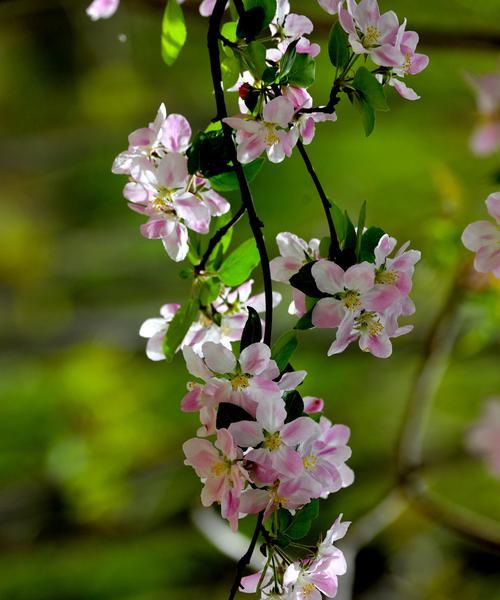 日本海棠花的花语与含义（探秘日本海棠花的深刻寓意和文化传承）