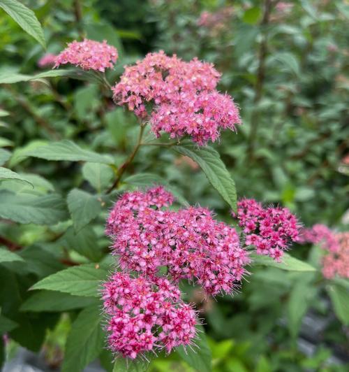 小菊花的花语与寓意（探秘日系绿色切花小菊的魅力）