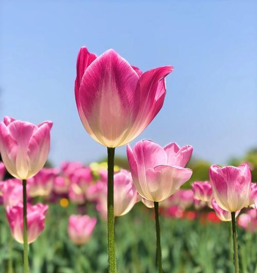 双色郁金香的花语——传递深情与美丽（以花开花落）