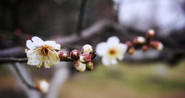 水仙梅花的寓意与美丽（传递坚持与希望的花语）