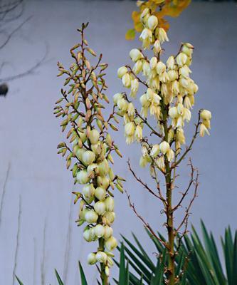 丝兰花语之美——寄托爱与祝福（用花语传递情感）