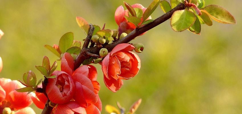 四季海棠花的花语及其美丽背后的秘密（四季海棠花——传递四季变幻与美好寓意的花朵）