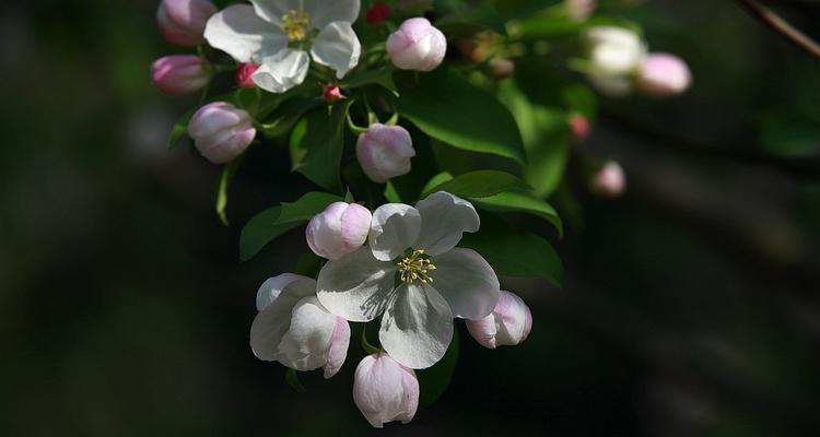 西府海棠花语（探寻西府海棠的含义和文化传承）