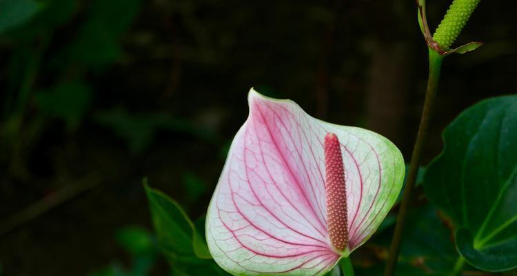 如何养殖旺盛的鹅掌花（从选种到养护）