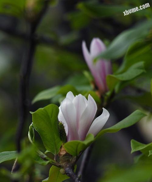 二乔玉兰的花期特点（探究二乔玉兰花期规律及养护技巧）