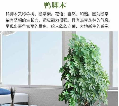 发财树适合大盆还是小盆（如何根据种植环境和养护经验选择合适的发财树盆栽）