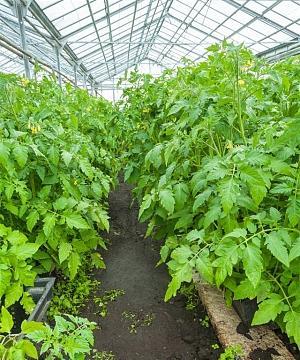 番茄种植指南（选择合适的季节）