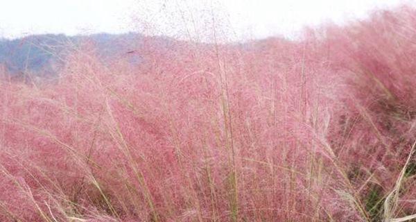 粉黛乱子草花期观察（什么时候才能看到它的美）