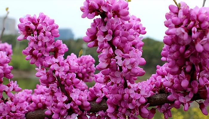 探秘粉色花之美——世界上最美丽的粉色花树种类大揭秘