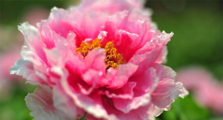 牡丹花的传统文化内涵（牡丹花的传统文化内涵）