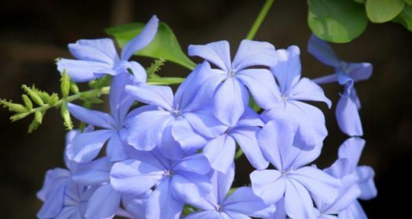 孤傲花语之凌霄花（凌霄花的花语与自我超越）