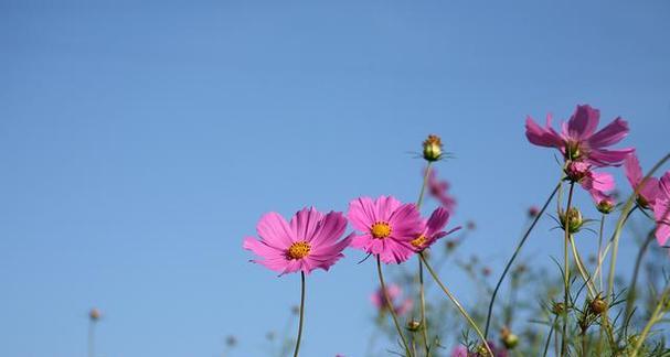 用百合花传递加油努力的力量（鼓舞人心的花语与励志故事）