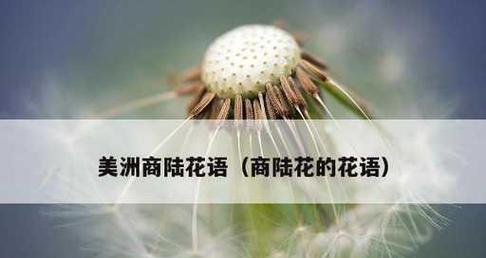 拒绝之花语（揭秘雏菊花语中的拒绝之意及其心理影响）