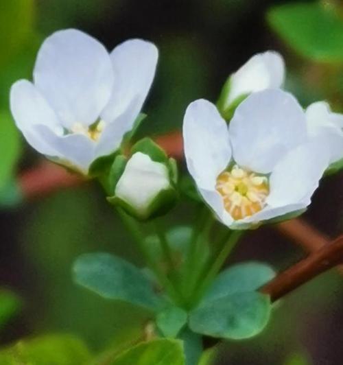 梦境之花（以牵牛花的花语为主题）