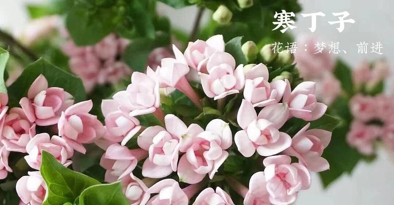 梦想之花——追寻心中的梦想（以向日葵为象征的梦想花语）