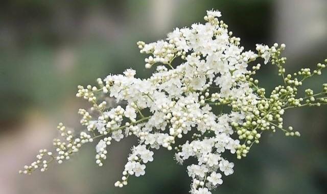 友谊长存——以向日葵的花语为主题的文章（用心守护的真挚友谊）