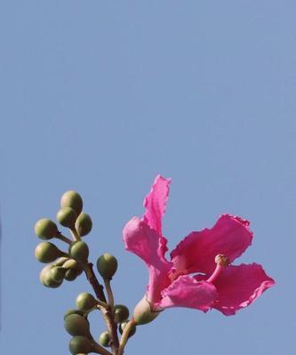 《聆听之花——以百合花为主题的花语》（用花语传达的聆听之美）