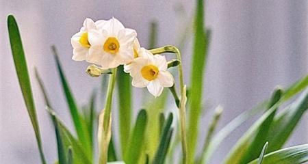 水仙花（探索水仙花的花语和寓意）