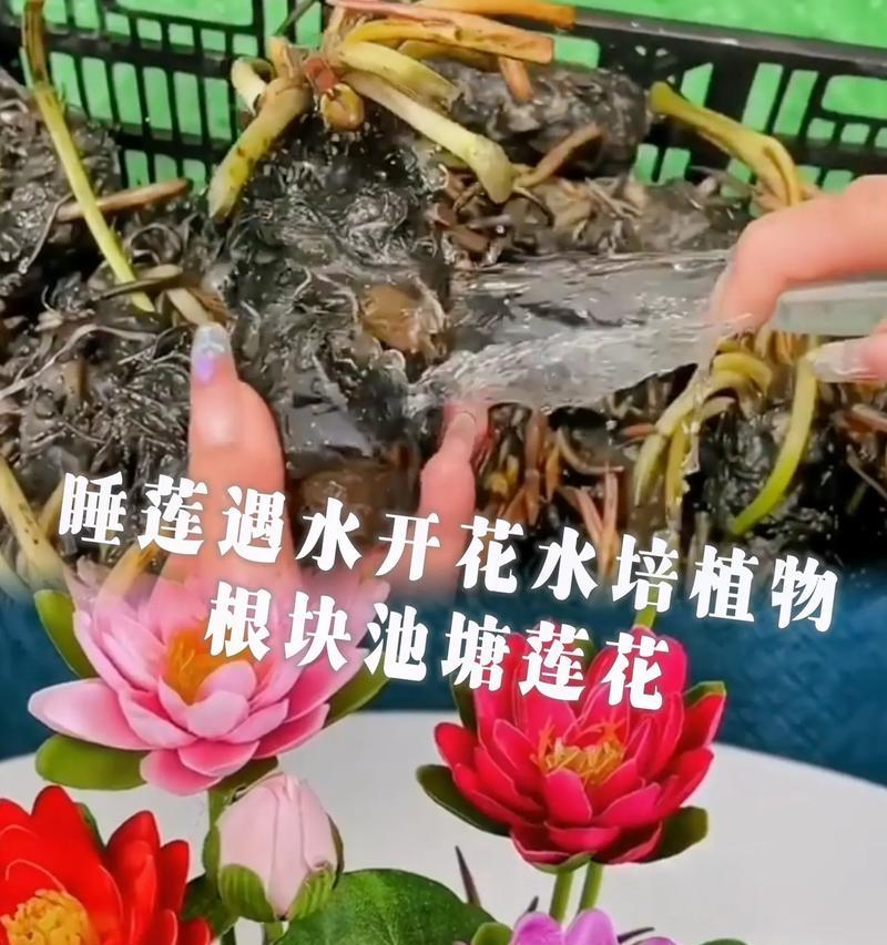 睡莲开花的寓意与象征（探寻睡莲花开的深意）